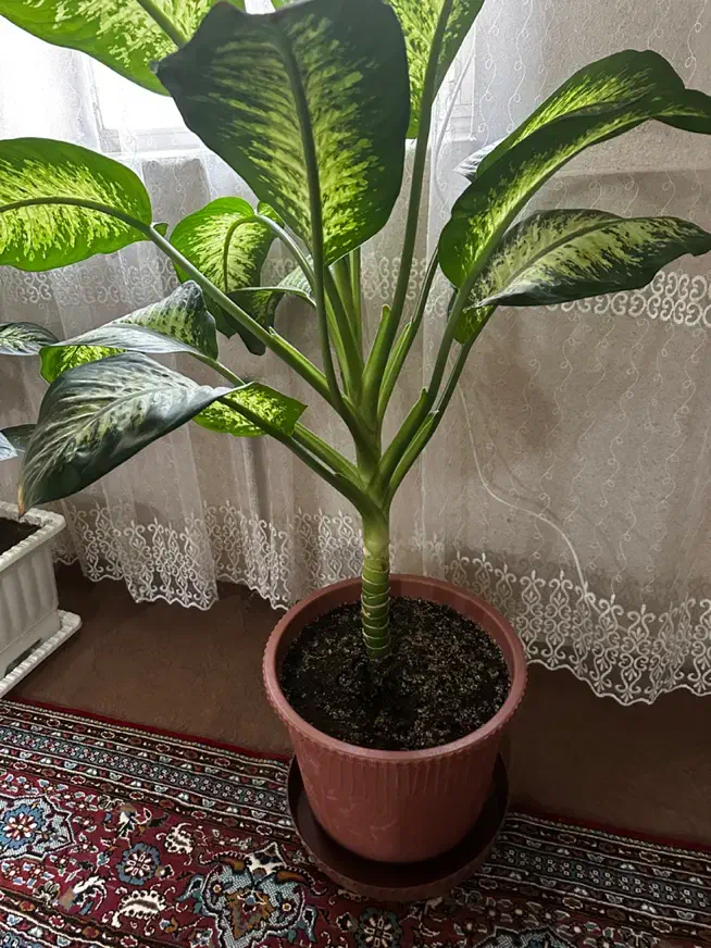 گل طبیعی|گل و گیاه طبیعی|اردبیل, |دیوار