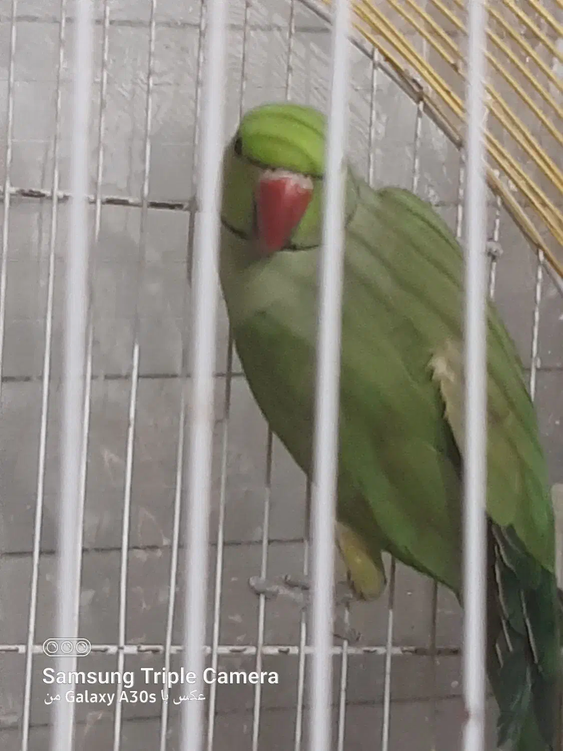 ملنکو نر اماده|پرنده|سراب, |دیوار