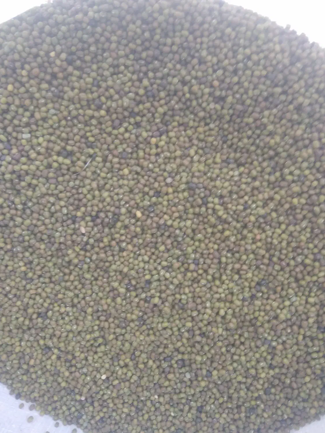 ماش درجه یک به شرط|عمدهفروشی|سرفاریاب, |دیوار