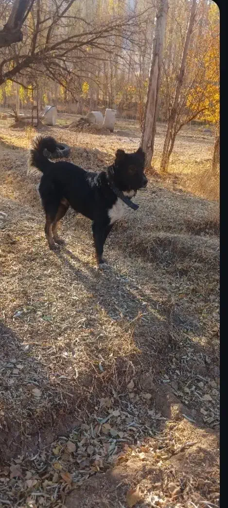 واگذاری سگ نر اصیل ذات قدیم|سگ|هشترود, |دیوار