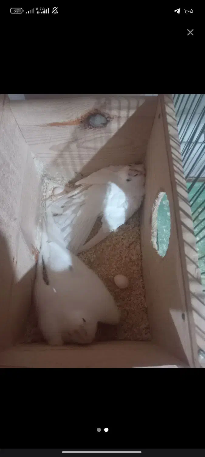 یک جفت عروس هلندی البینو|پرنده|سراب, |دیوار