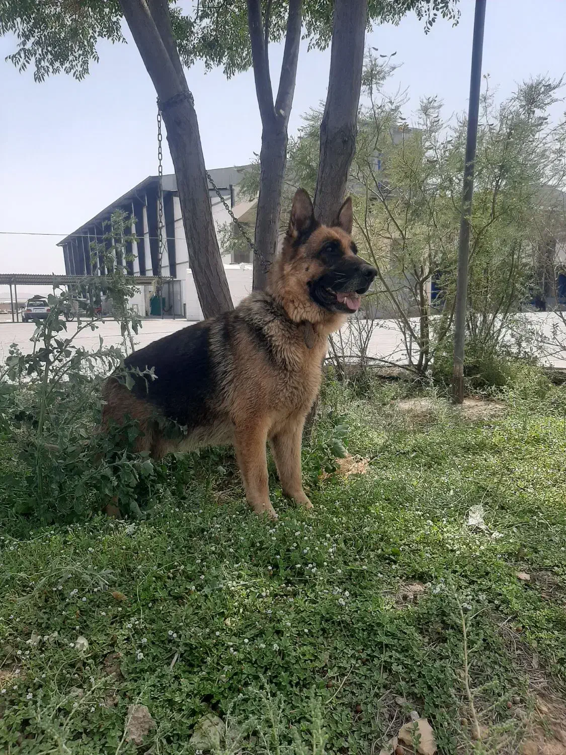 سگ ژرمن|سگ|کهریزک, |دیوار