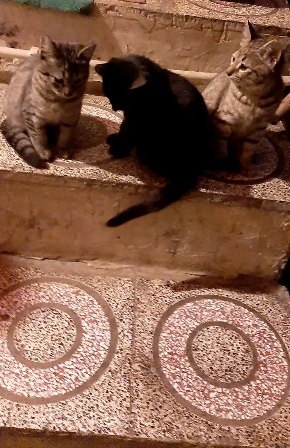 واگذاری گربه رایگان|گربه|گرگان, |دیوار