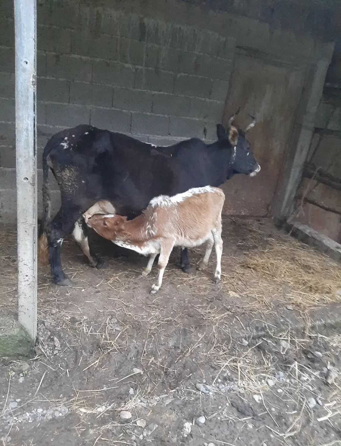 گاو شیرده با گوساله|حیوانات مزرعه|توتکابن, |دیوار