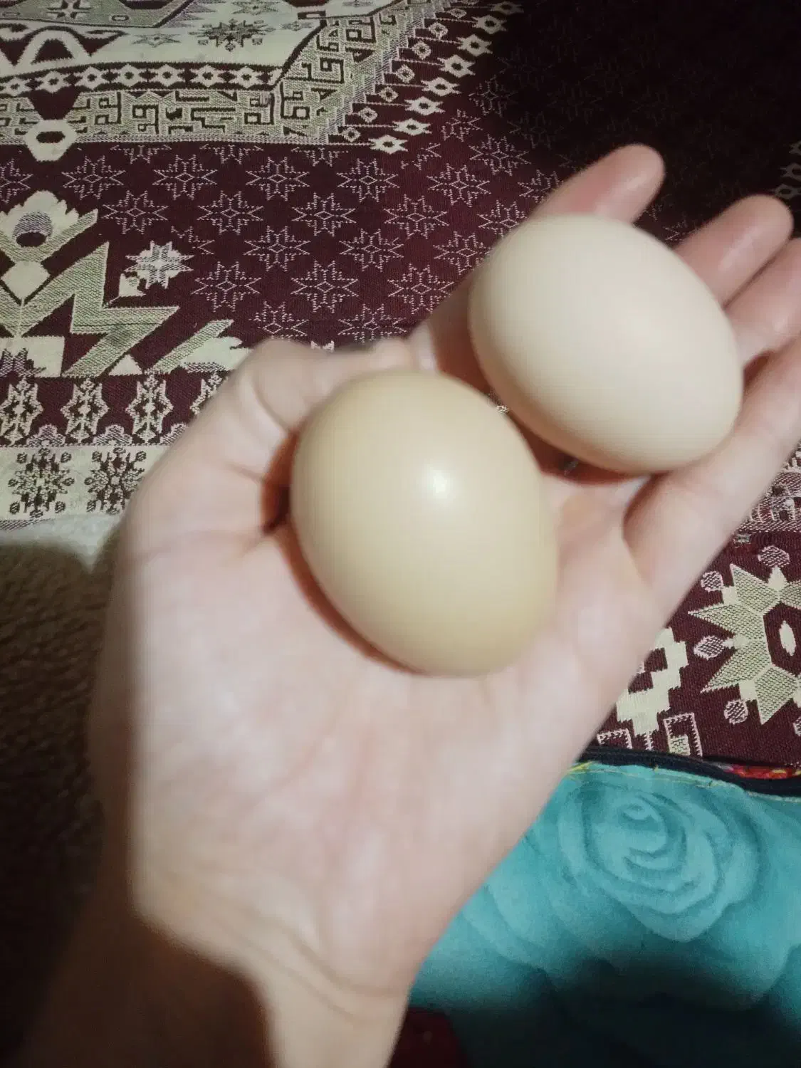 تخم مرغ محلی|خوردنی و آشامیدنی|انزل, |دیوار