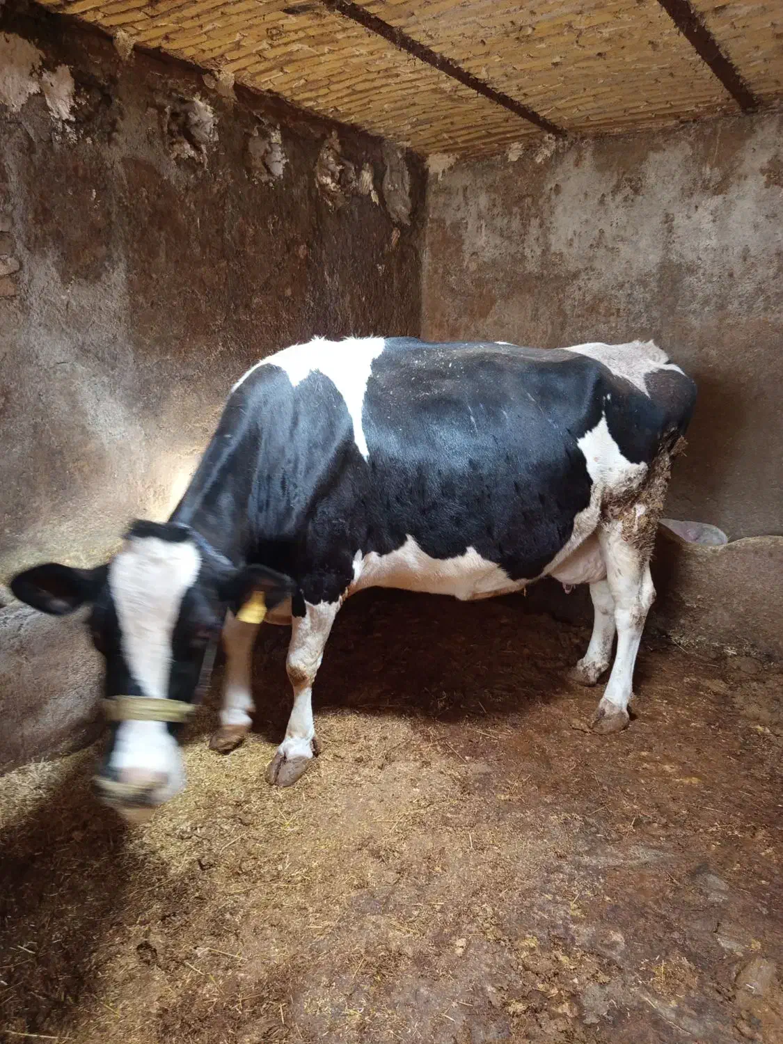 گاو|حیوانات مزرعه|خاوه, |دیوار