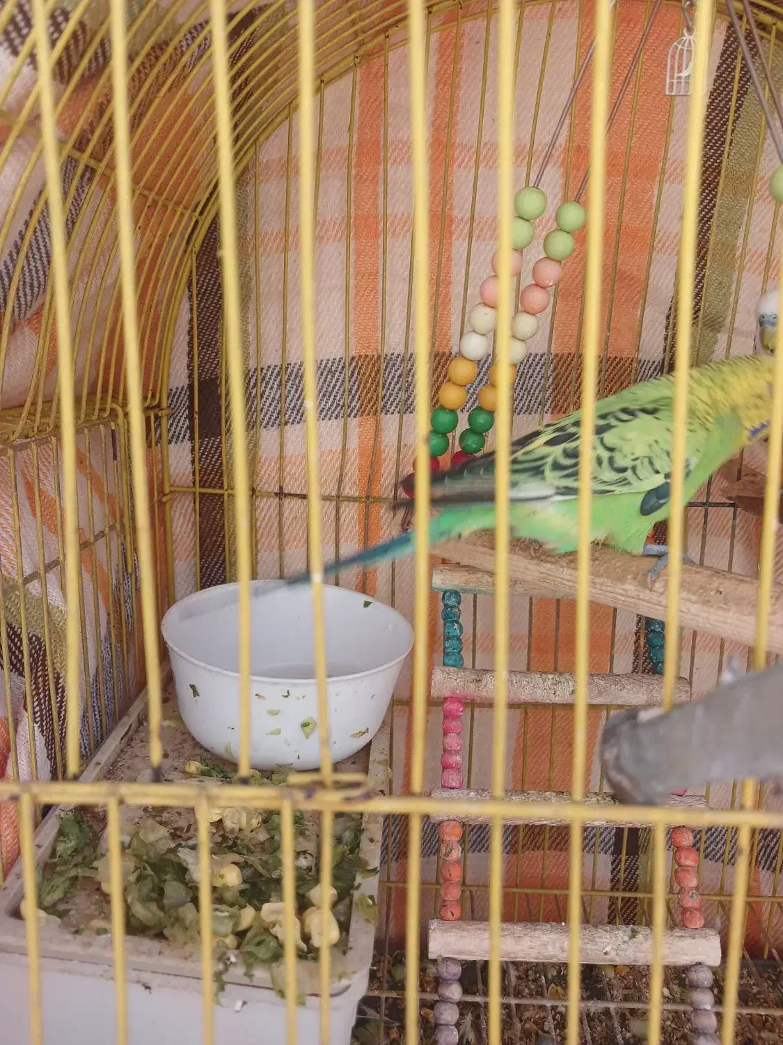 دو عدد مرغ عشق نر، آواز خان|پرنده|تهران, سازمان برنامه جنوبی|دیوار