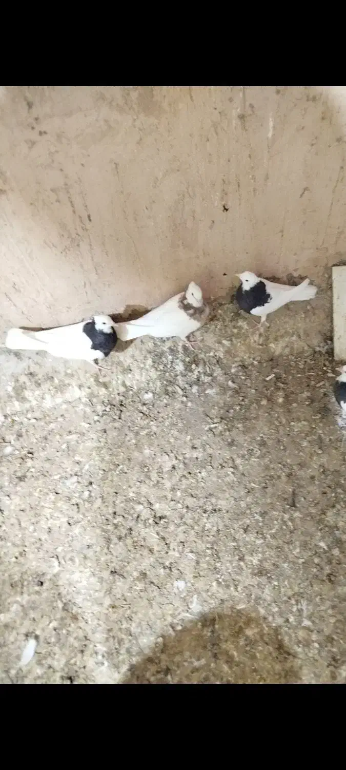 طوقی سیاه و هفرنگ|پرنده|جوین, |دیوار