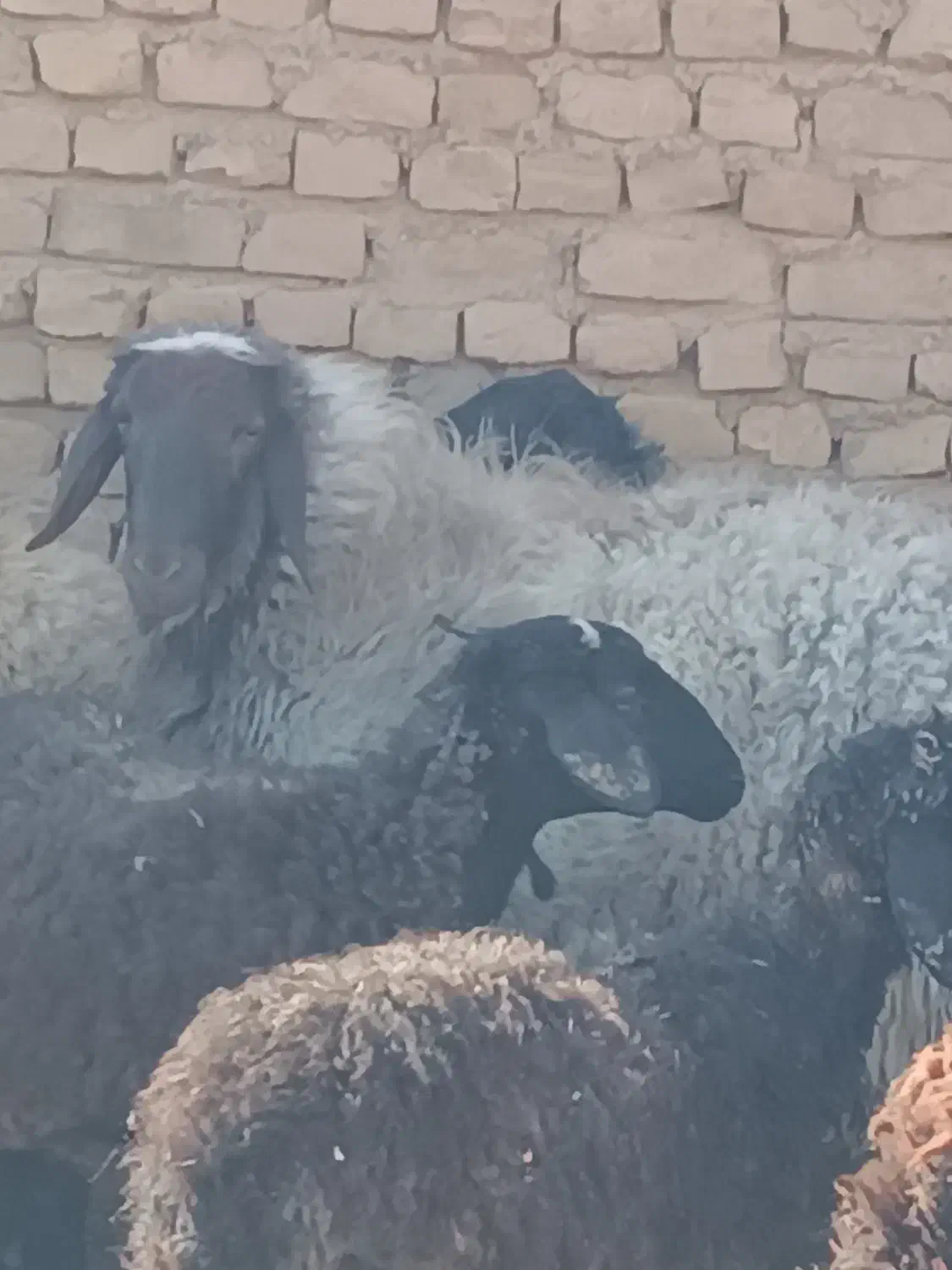 بره نر|حیوانات مزرعه|کویرات, |دیوار