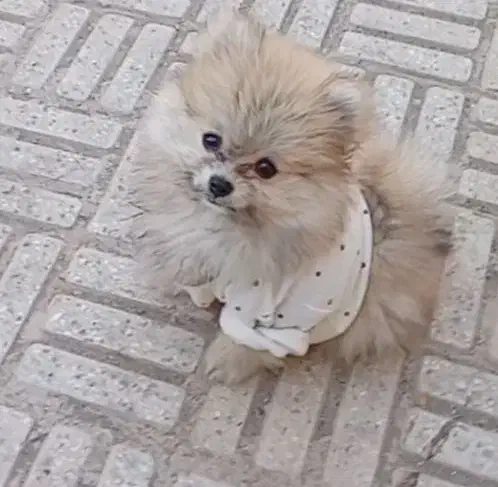 پامرین|سگ|فولادشهر, A3|دیوار