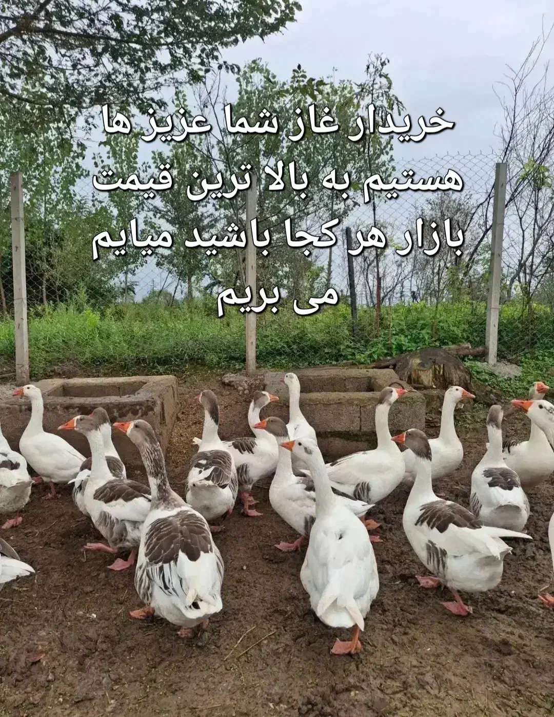 غاز فقد خیلی ممنون خبر بدید|حیوانات مزرعه|کبودرآهنگ, |دیوار