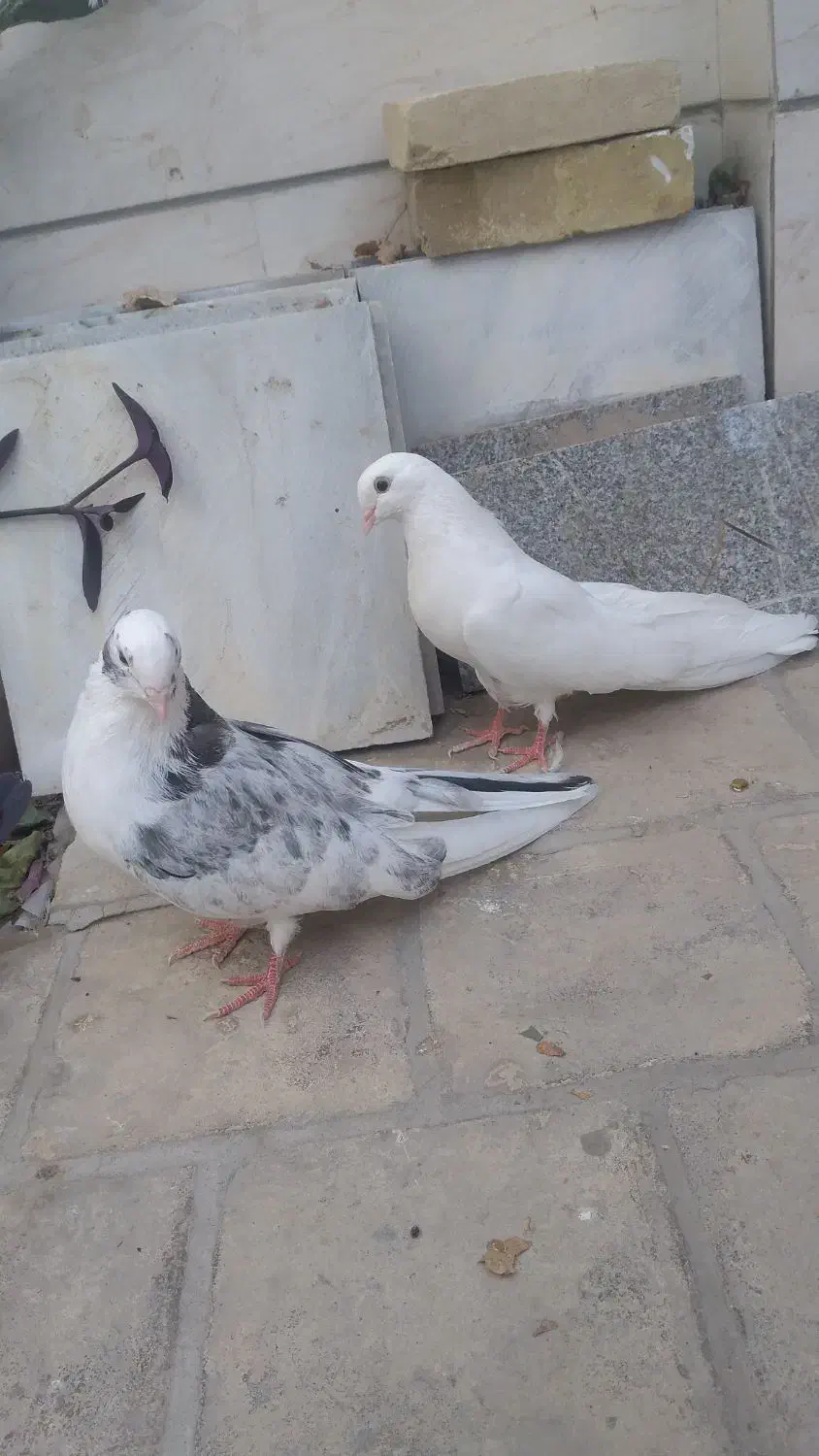 یک جفت کبوتر|پرنده|اردکان, |دیوار