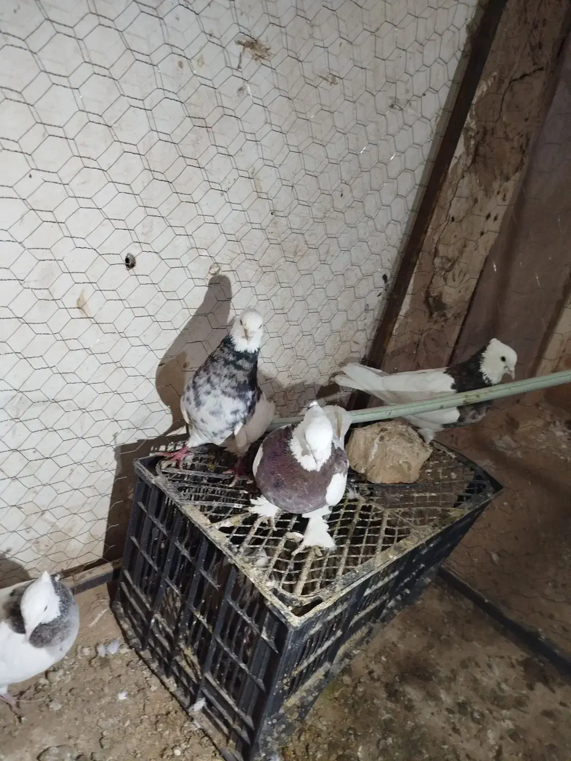 توقی|پرنده|جوین, |دیوار