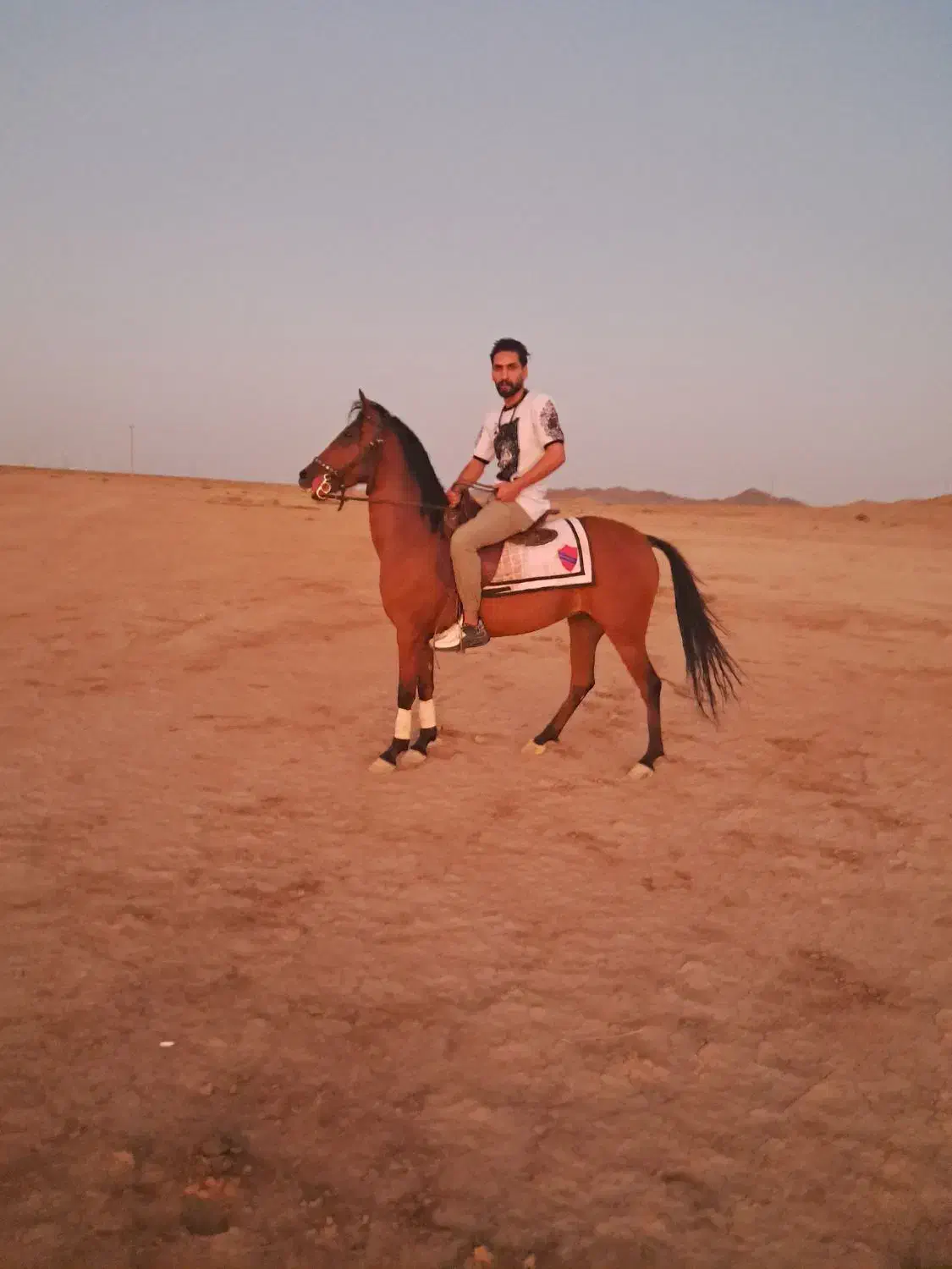 اسب کردزیبا|اسب و تجهیزات اسب‌سواری|سبزوار, کهنه آب|دیوار