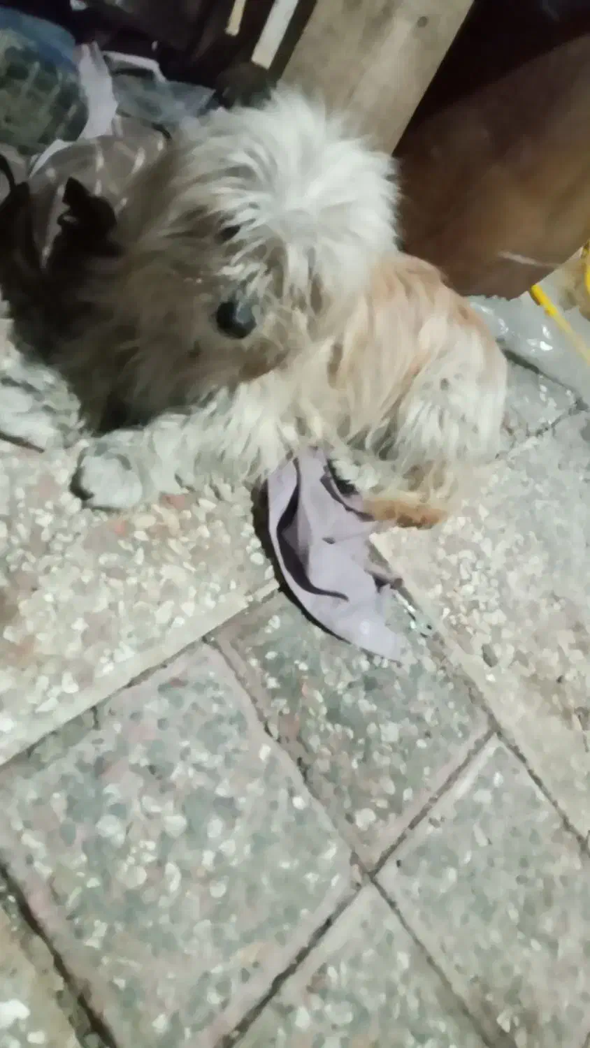 سگ ماده ۲ساله|سگ|رودسر, |دیوار