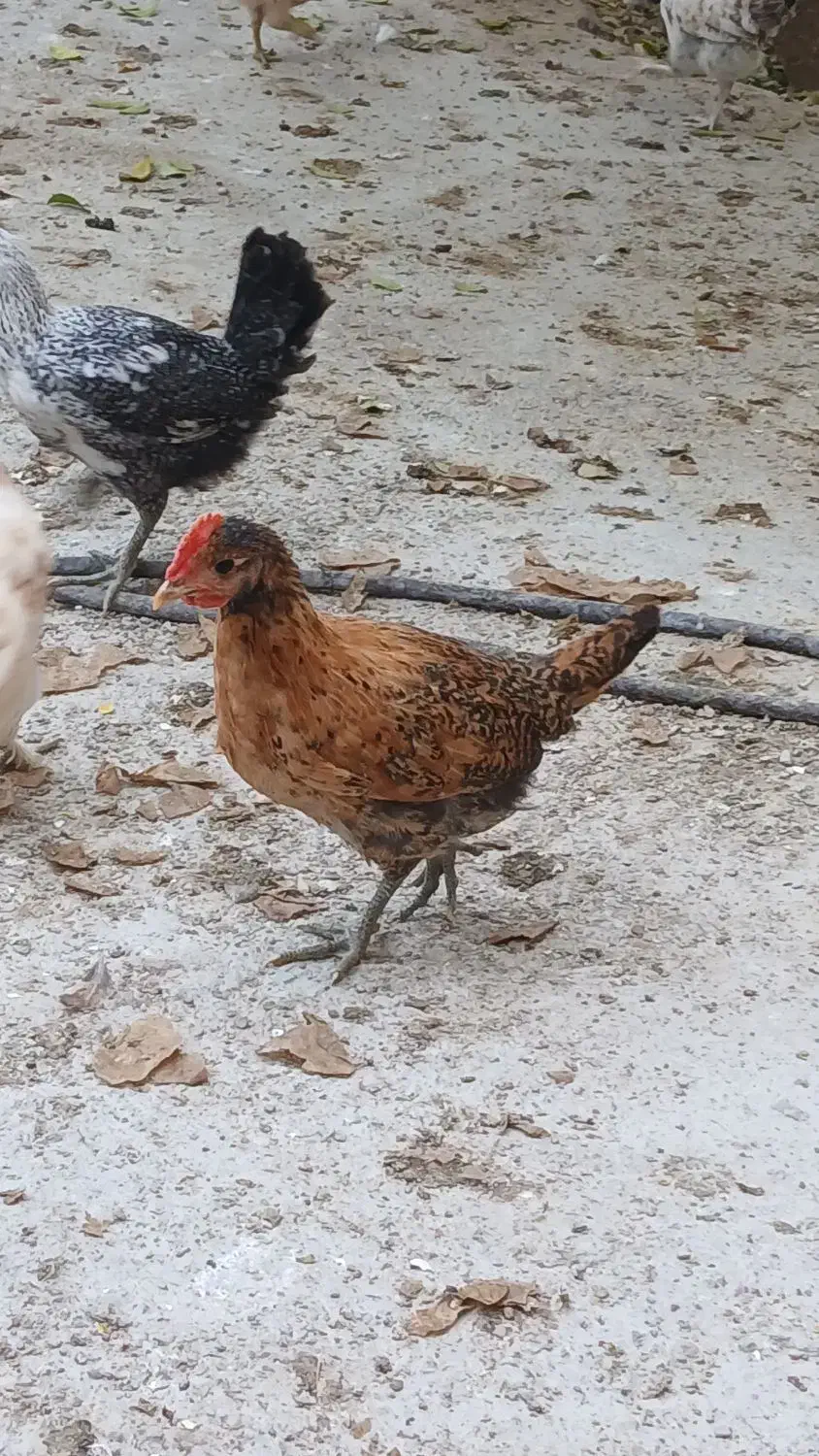 جوجه ۲ ماهه محلی|حیوانات مزرعه|سوق, |دیوار