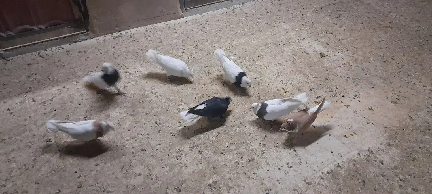 کفتر رنگی|پرنده|قم, انسجام|دیوار