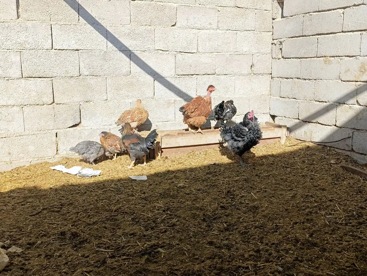 جوجه زینتی|حیوانات مزرعه|فامنین, |دیوار