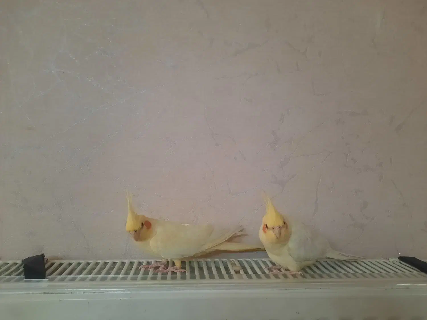 عروس هلندی لوتینو|پرنده|قم, بنیاد|دیوار