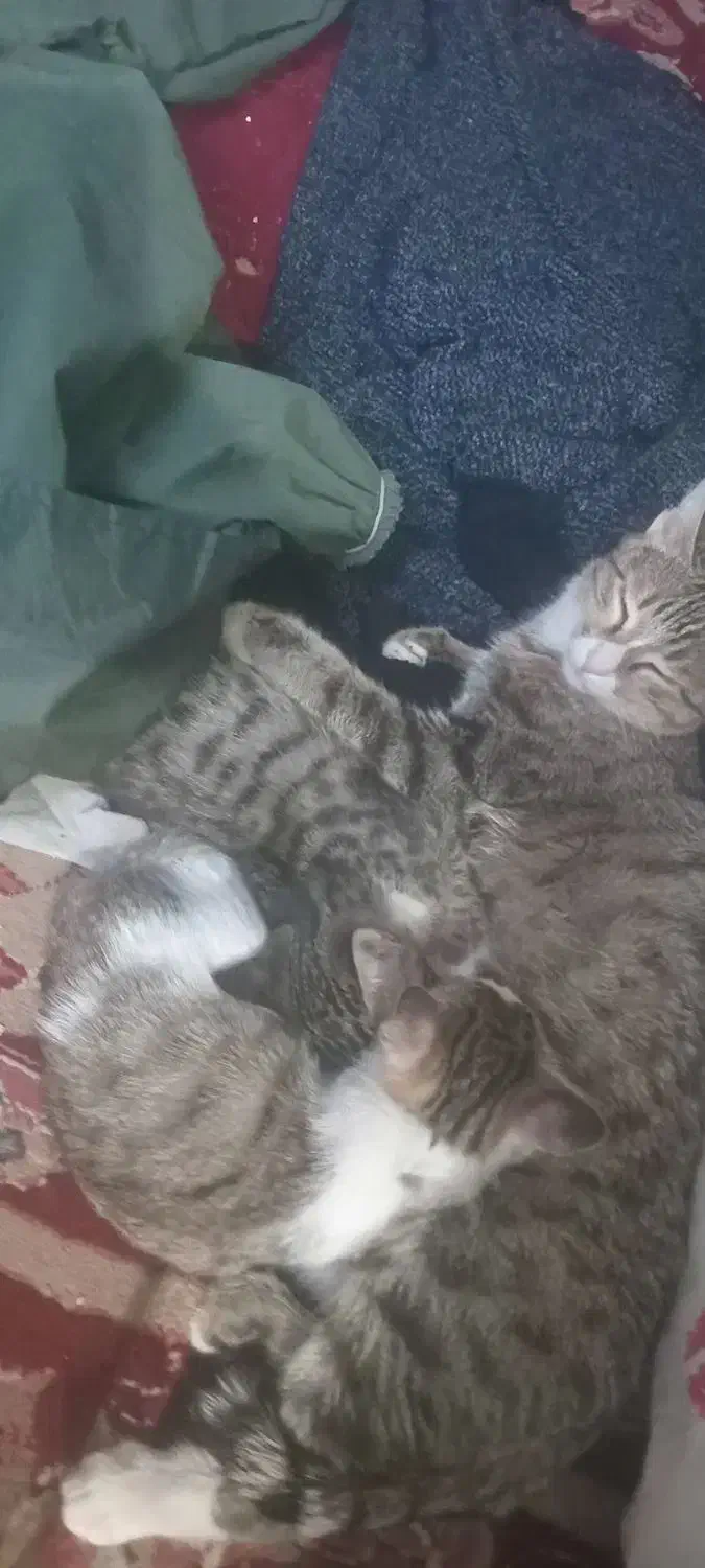 کربه|گربه|زنجان, |دیوار