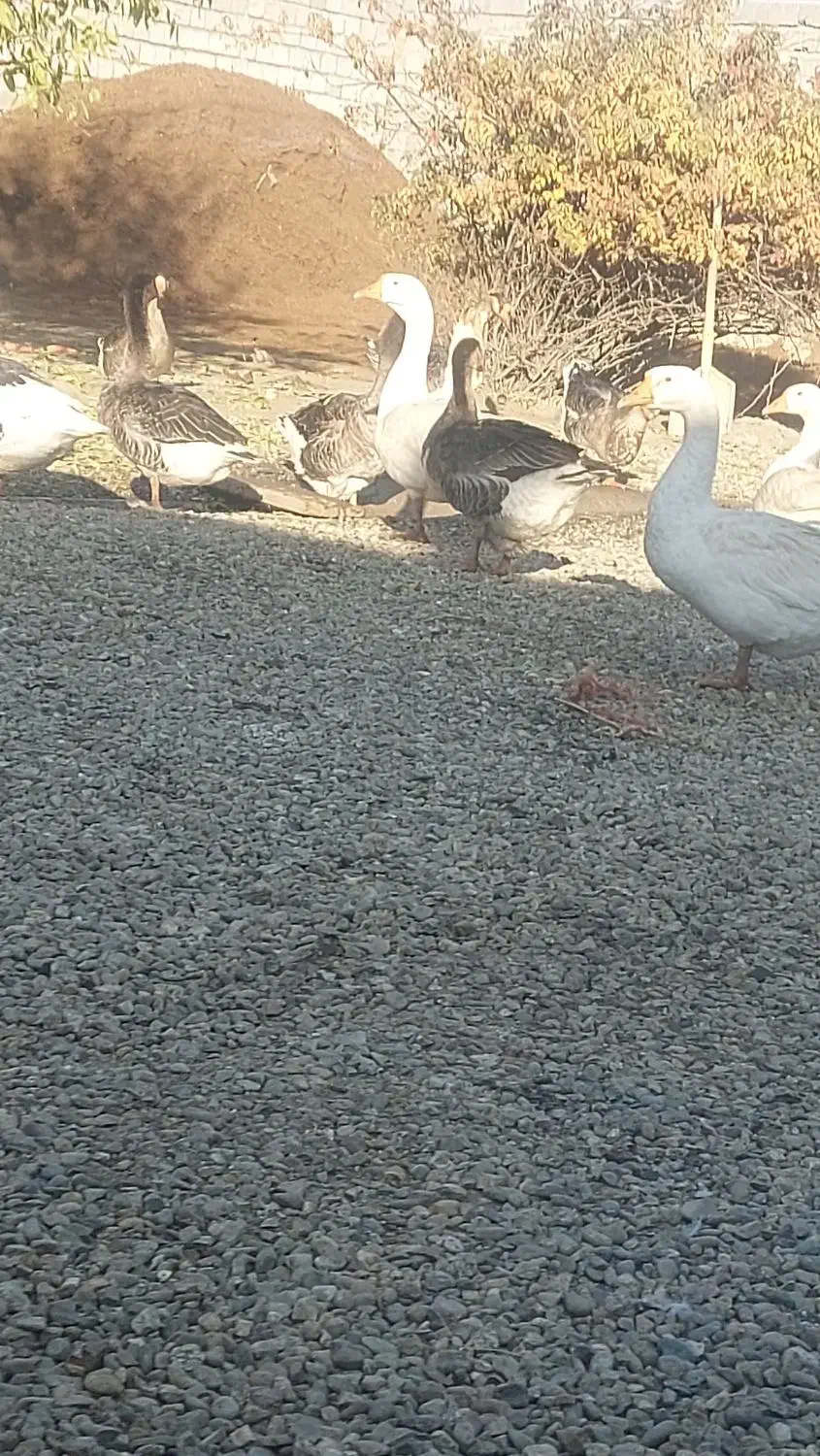 غاز محلی چاق|حیوانات مزرعه|نقده, |دیوار