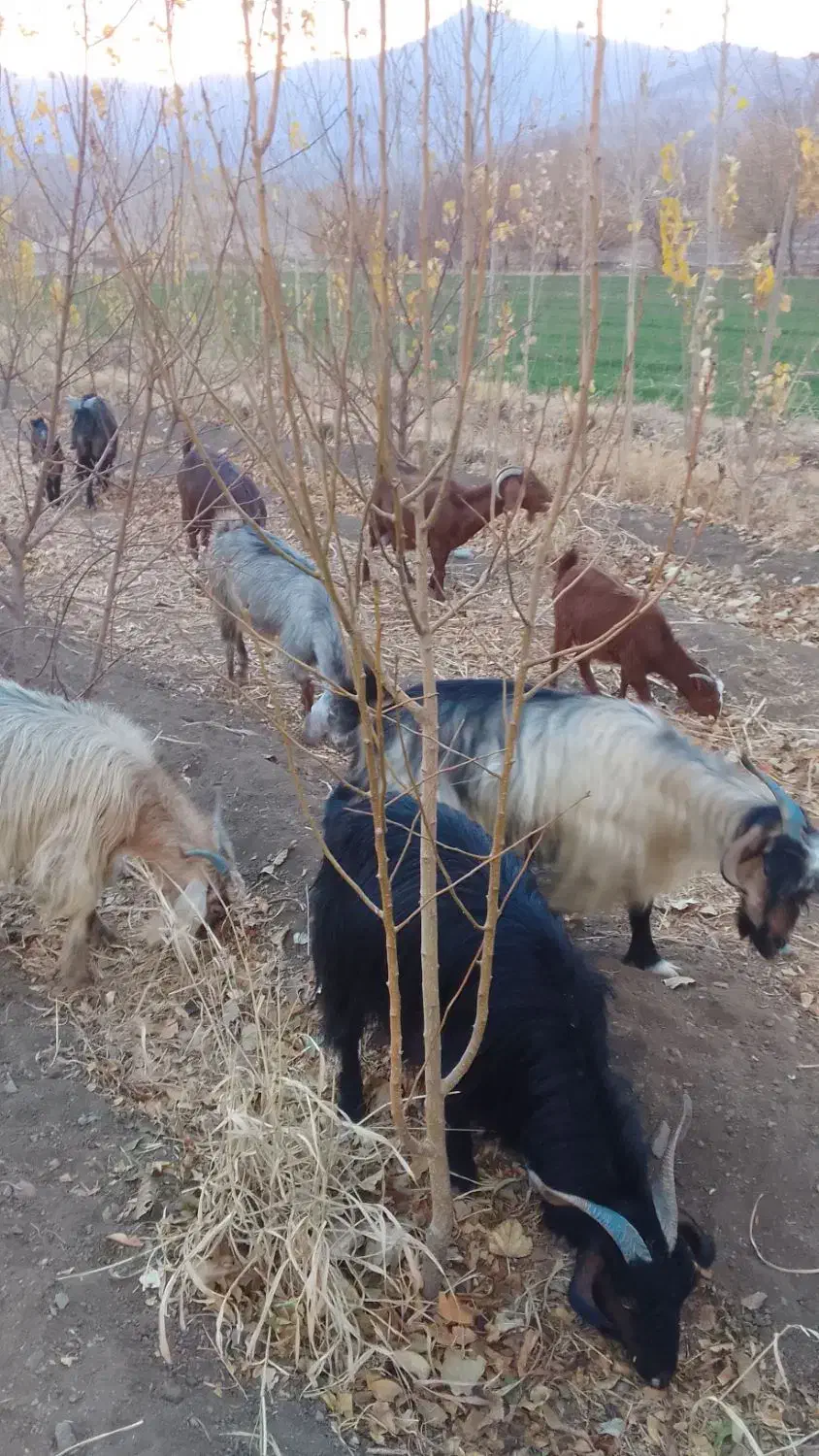 بزوبزغاله|حیوانات مزرعه|گیان, |دیوار