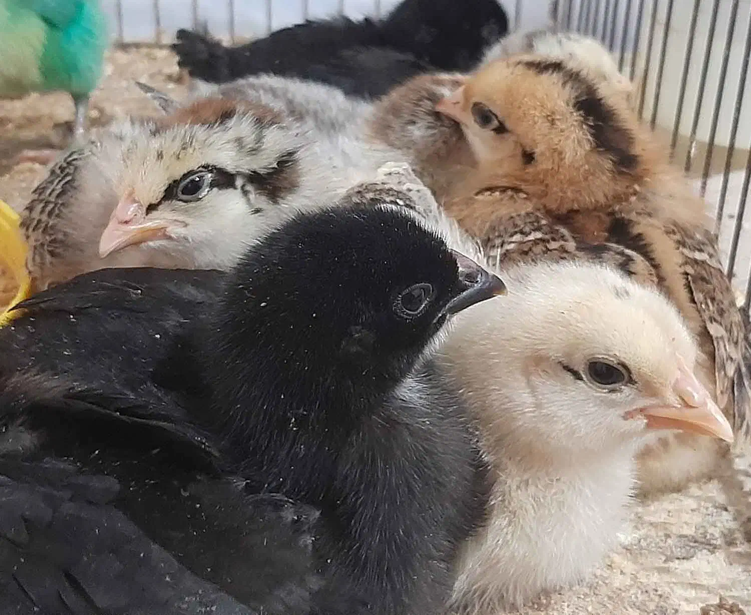 فروش جوجه 15 روزه|حیوانات مزرعه|دهگلان, |دیوار