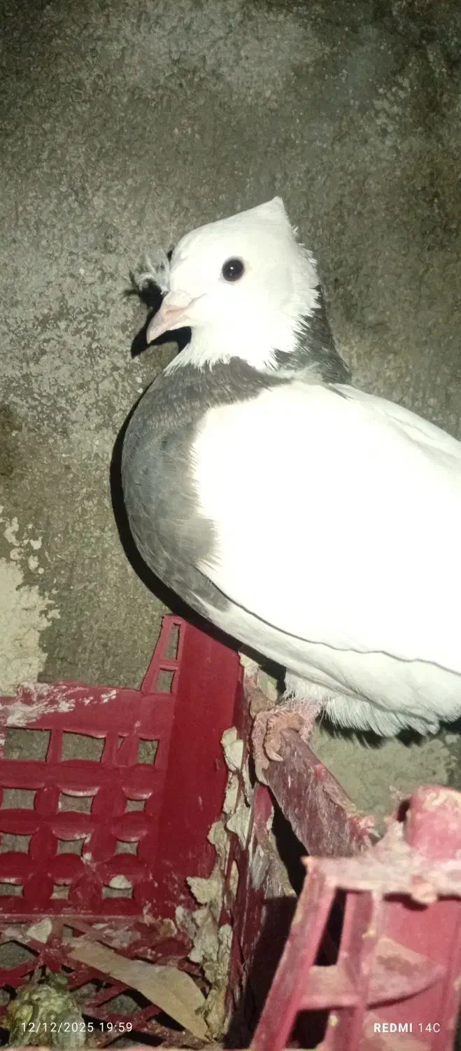 کبوتر|پرنده|لنده, |دیوار