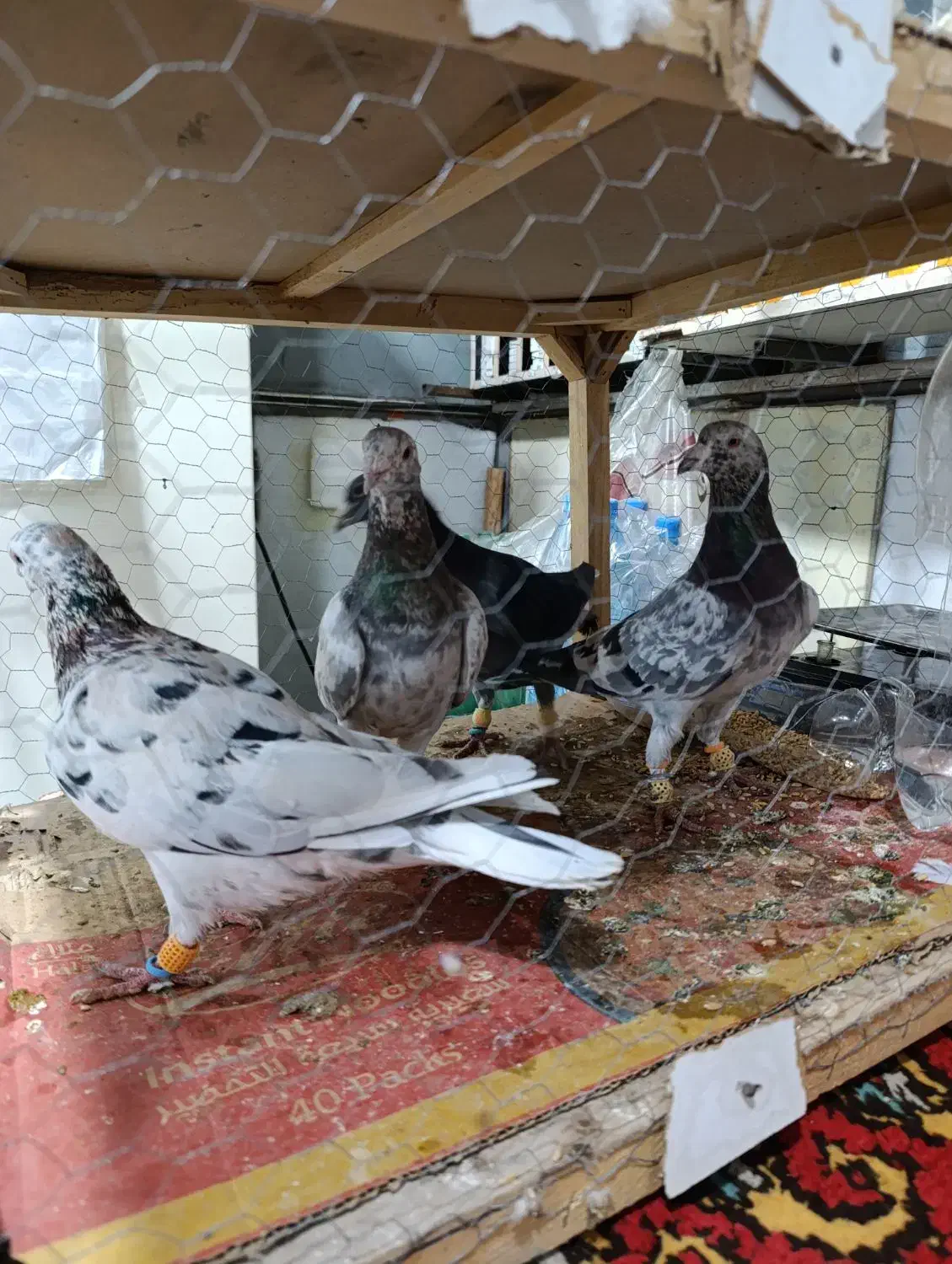 هفت رنگ همدانی|پرنده|ضیاء آباد, |دیوار