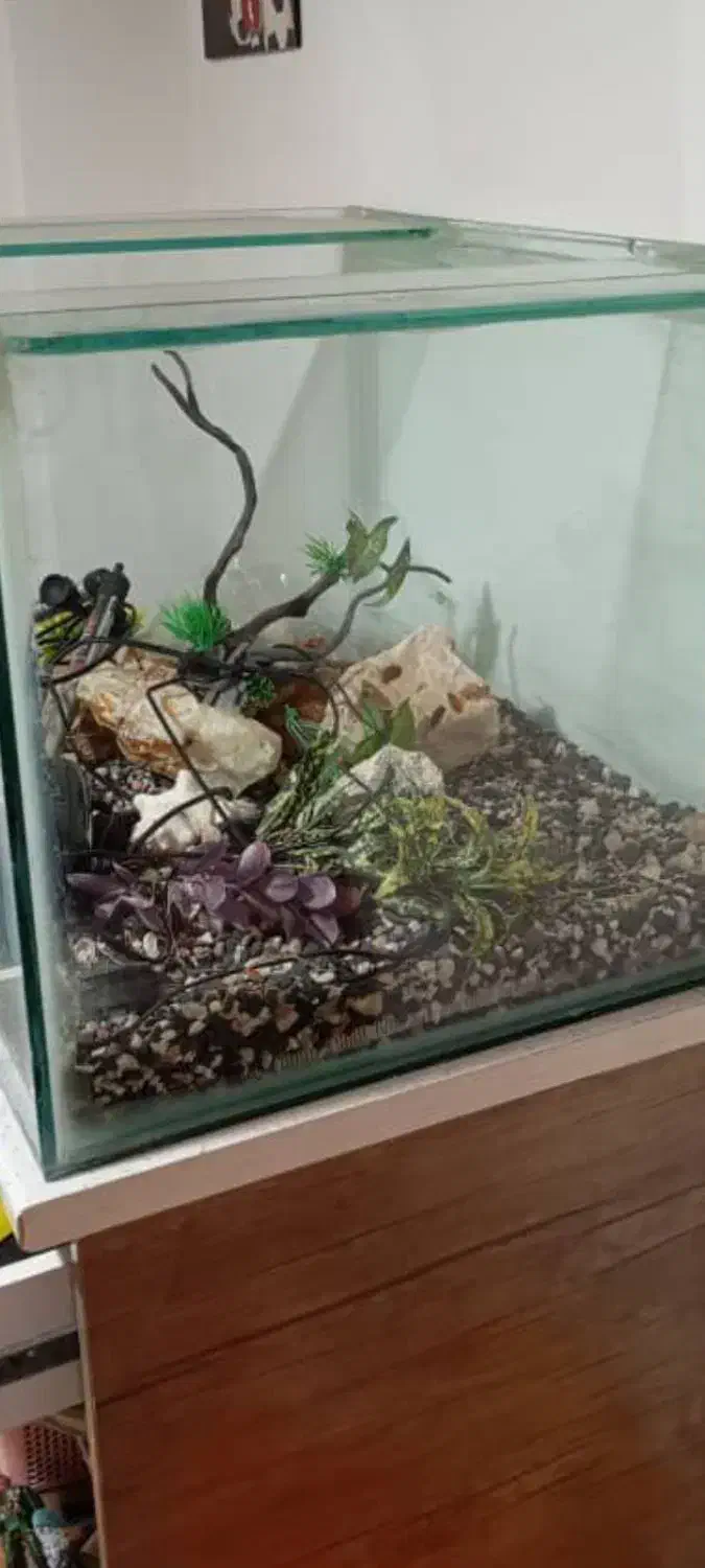 اکواریوم10میل|ماهی|رشت, دباغیان|دیوار