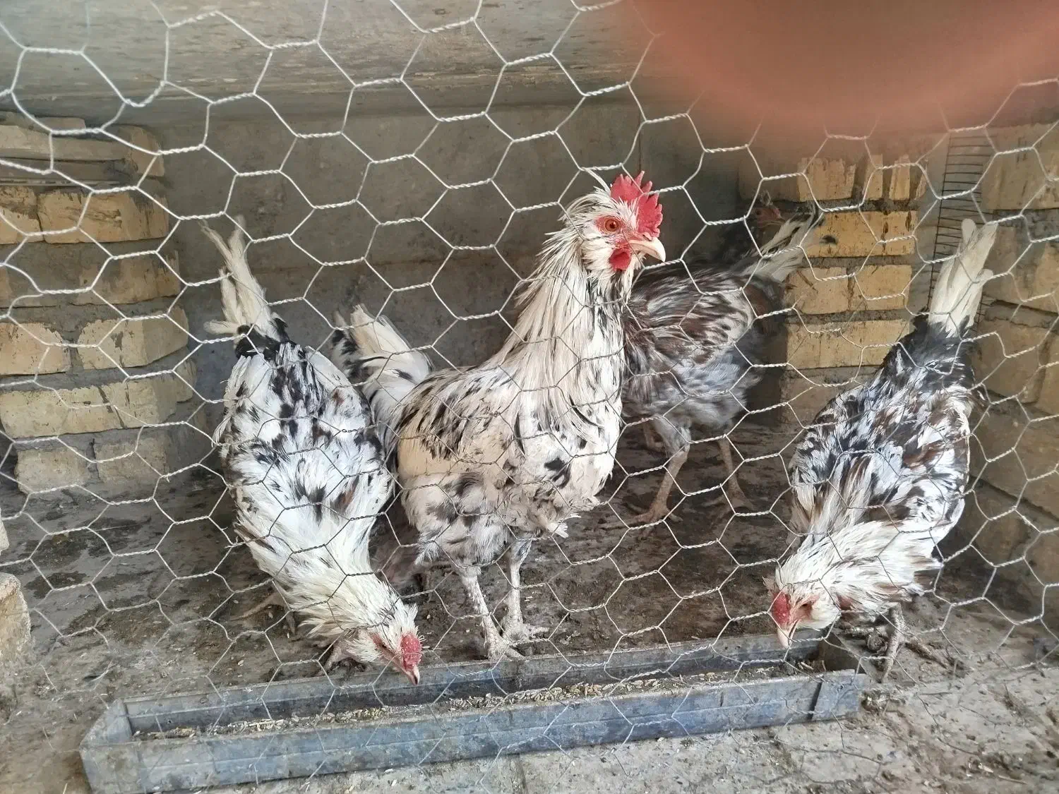 خروس گلین|حیوانات مزرعه|شاهینشهر, شهرک گلدیس|دیوار