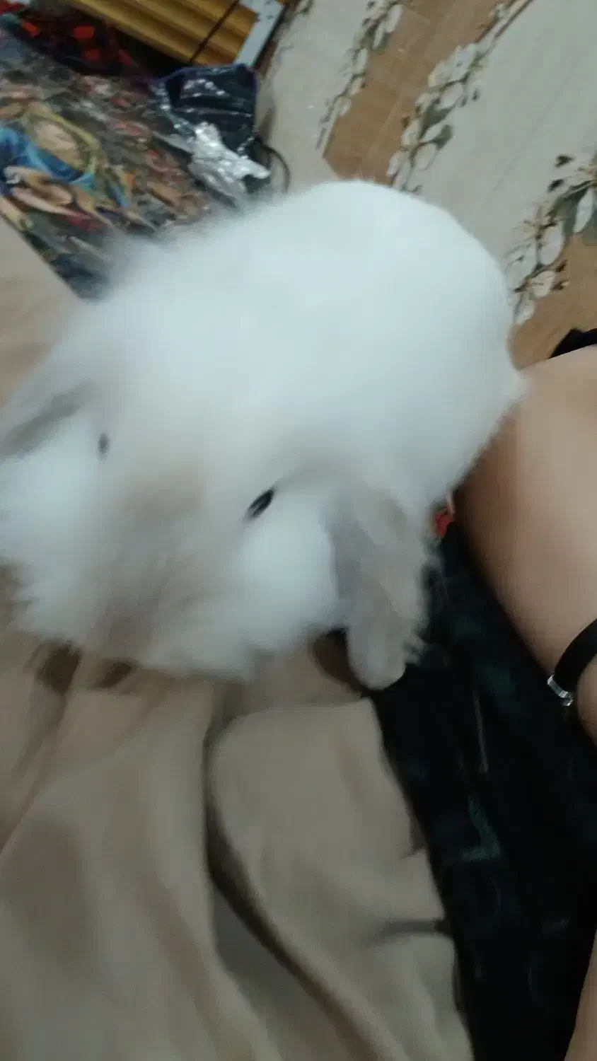 خرگوش لوپ|موش و خرگوش|باوی, |دیوار