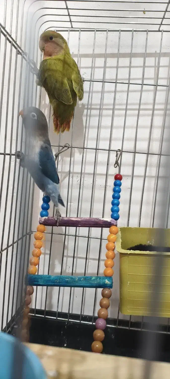 طوطی برزیلی|پرنده|کهریزک, |دیوار