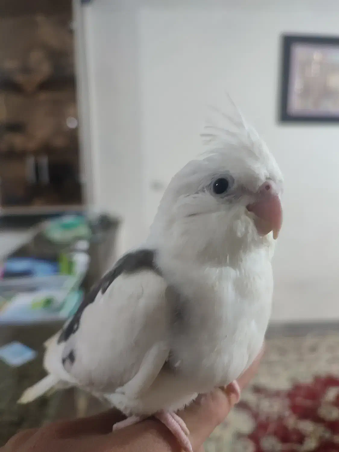 عروس هلندی گم شده|پرنده|نورآباد, |دیوار