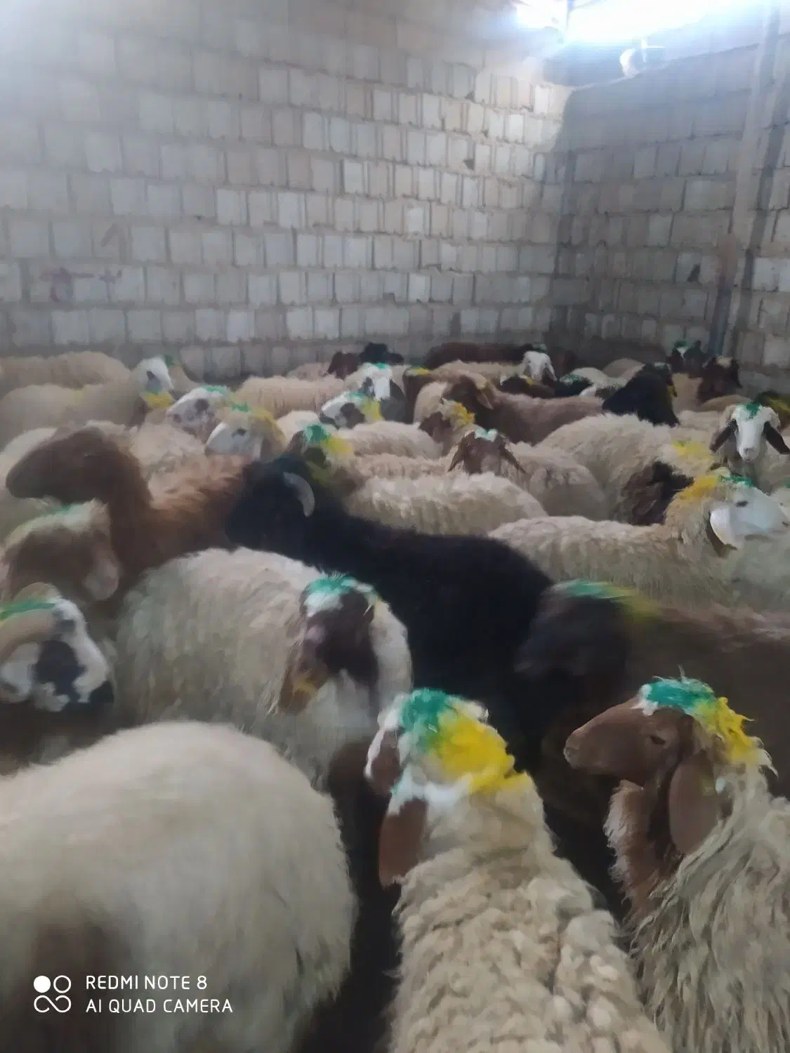 میش یا بره|حیوانات مزرعه|آبدانان, |دیوار