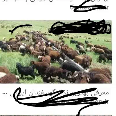 گوسفند بز گوساله|حیوانات مزرعه|زابل, |دیوار