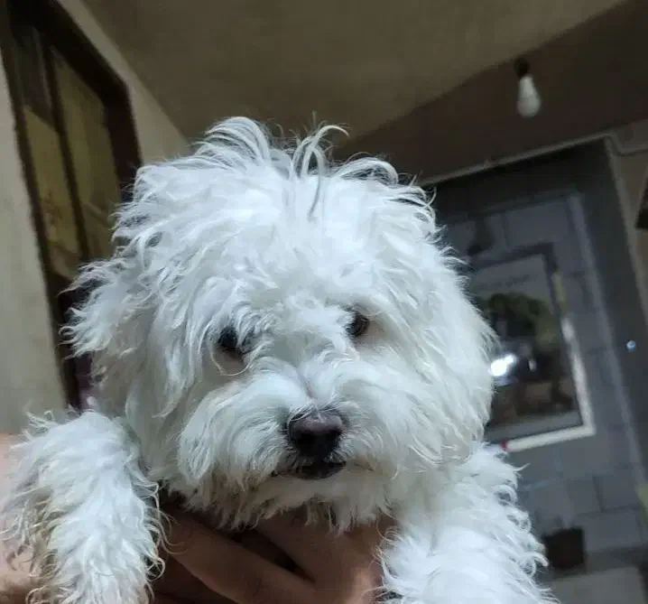 واگذاری|سگ|کردیان, |دیوار