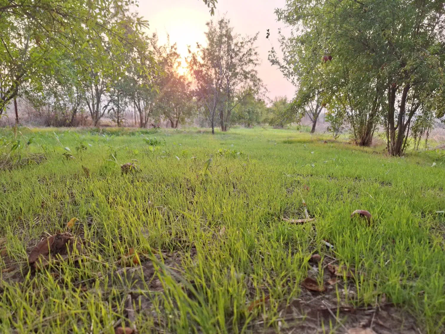 زمین باغی روستای نصرآبادبه متراژ ۱۳۵۶مترمربع|فروش دفتر صنعتی، کشاورزی، تجاری|گرگان, |دیوار