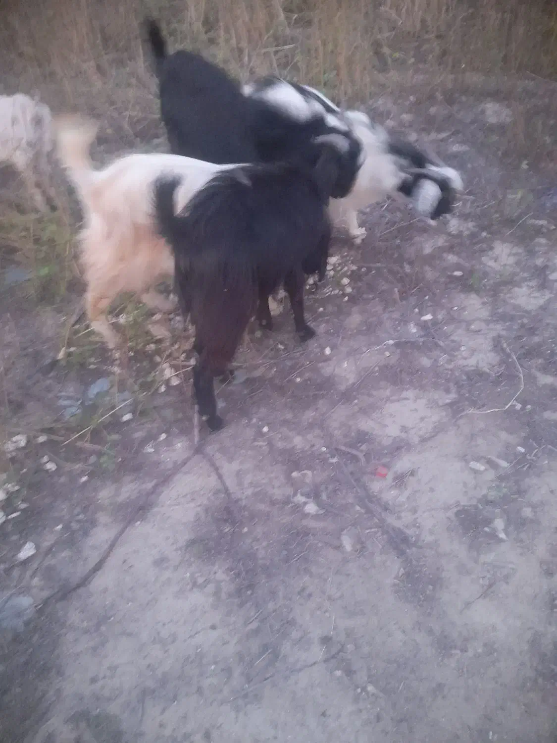 نری|حیوانات مزرعه|بند زرک, |دیوار