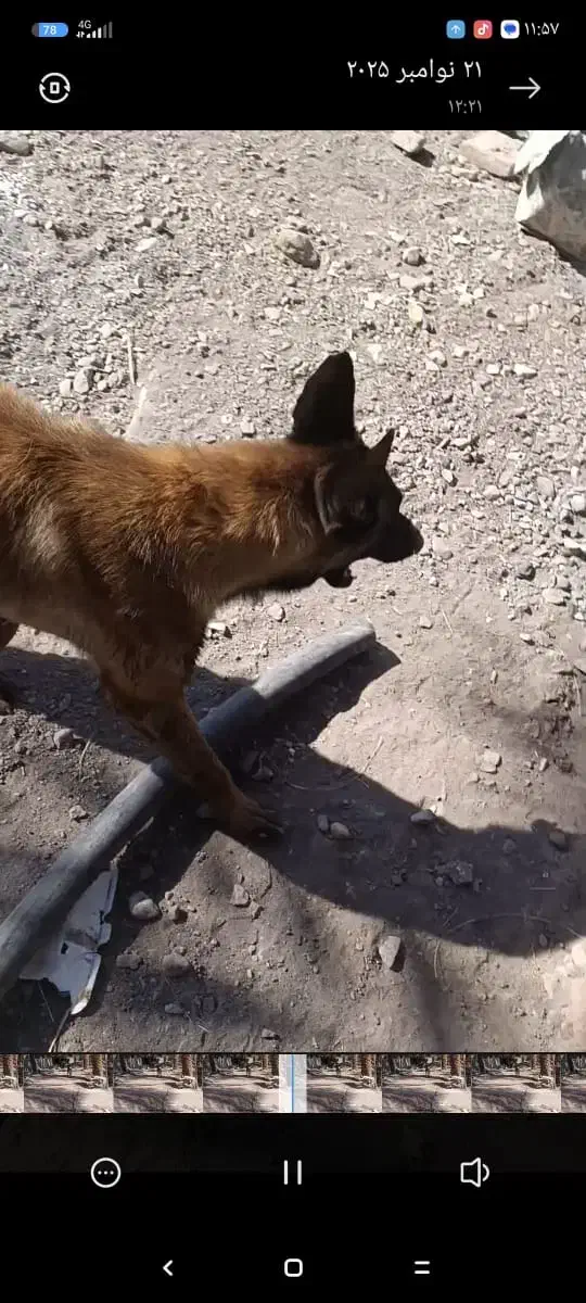 سگ گمشده|حیوانات|بم, |دیوار