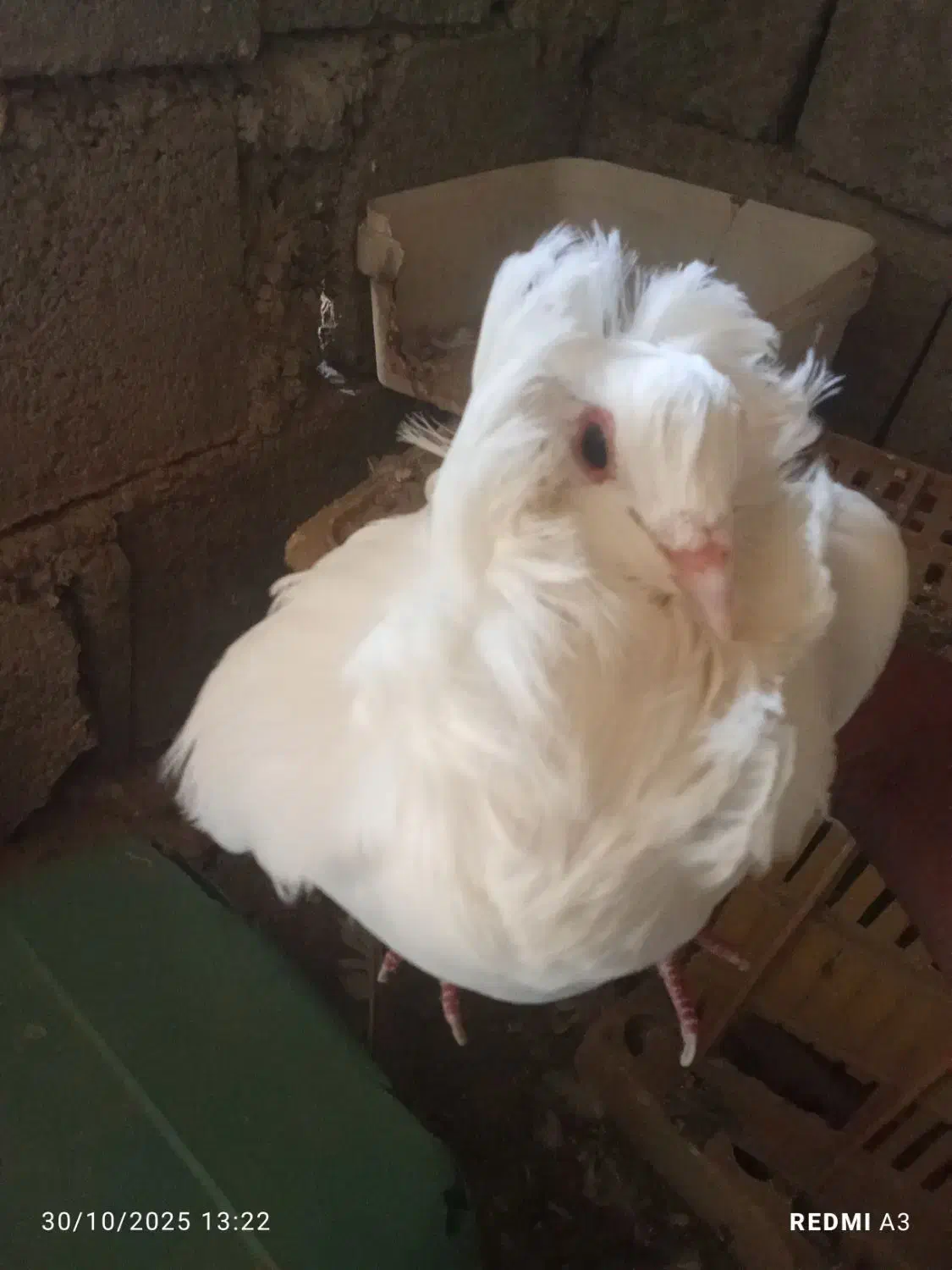 کفتر|پرنده|آسمینون, |دیوار