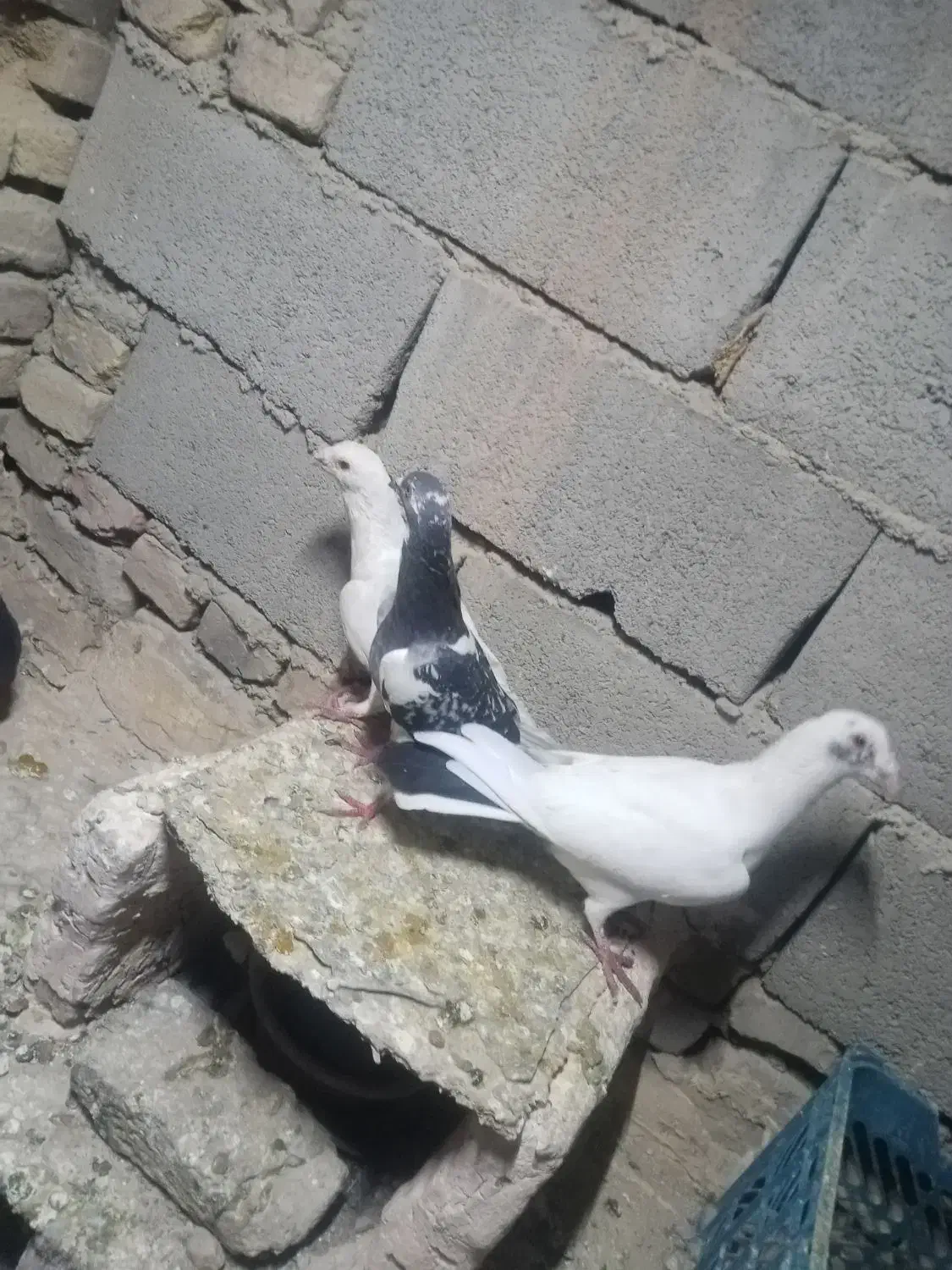 کبوتر پرشی المانی|پرنده|سبزوار, شهرک صنعتی خاوران|دیوار