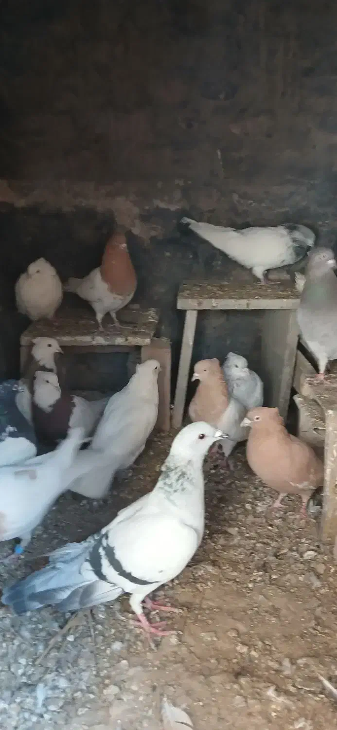 کفتر|پرنده|یزدان شهر, |دیوار