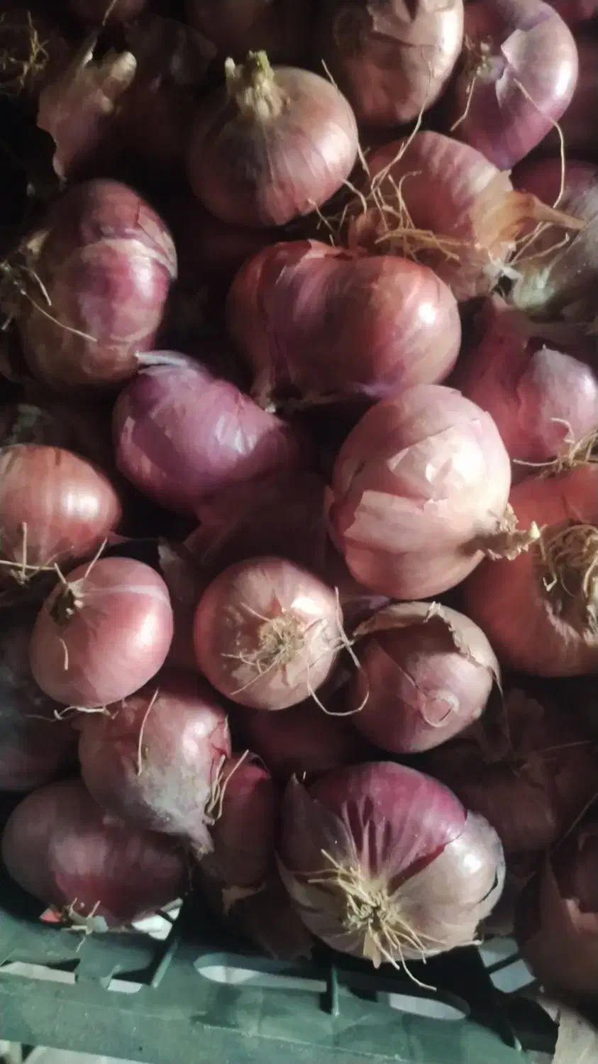 پیاز محلی|عمده‌فروشی|شیروان (لرستان), |دیوار