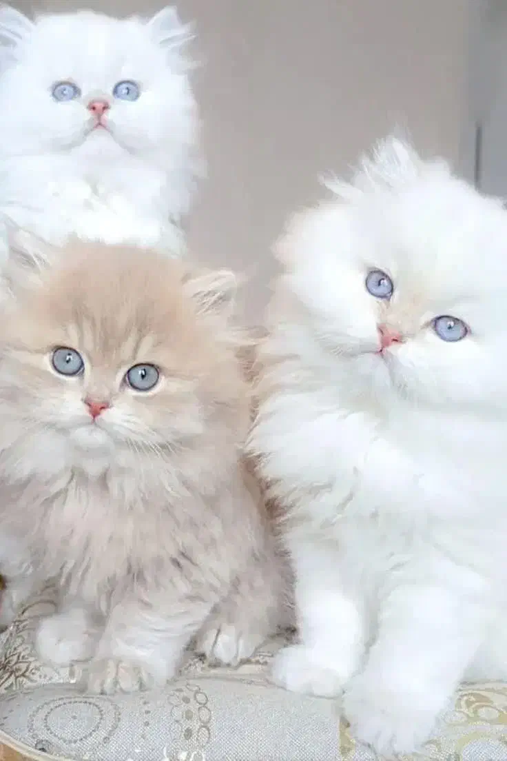 زیباترین گربههای خونگی با تربیت عالی|گربه|اصفهان, خواجو|دیوار