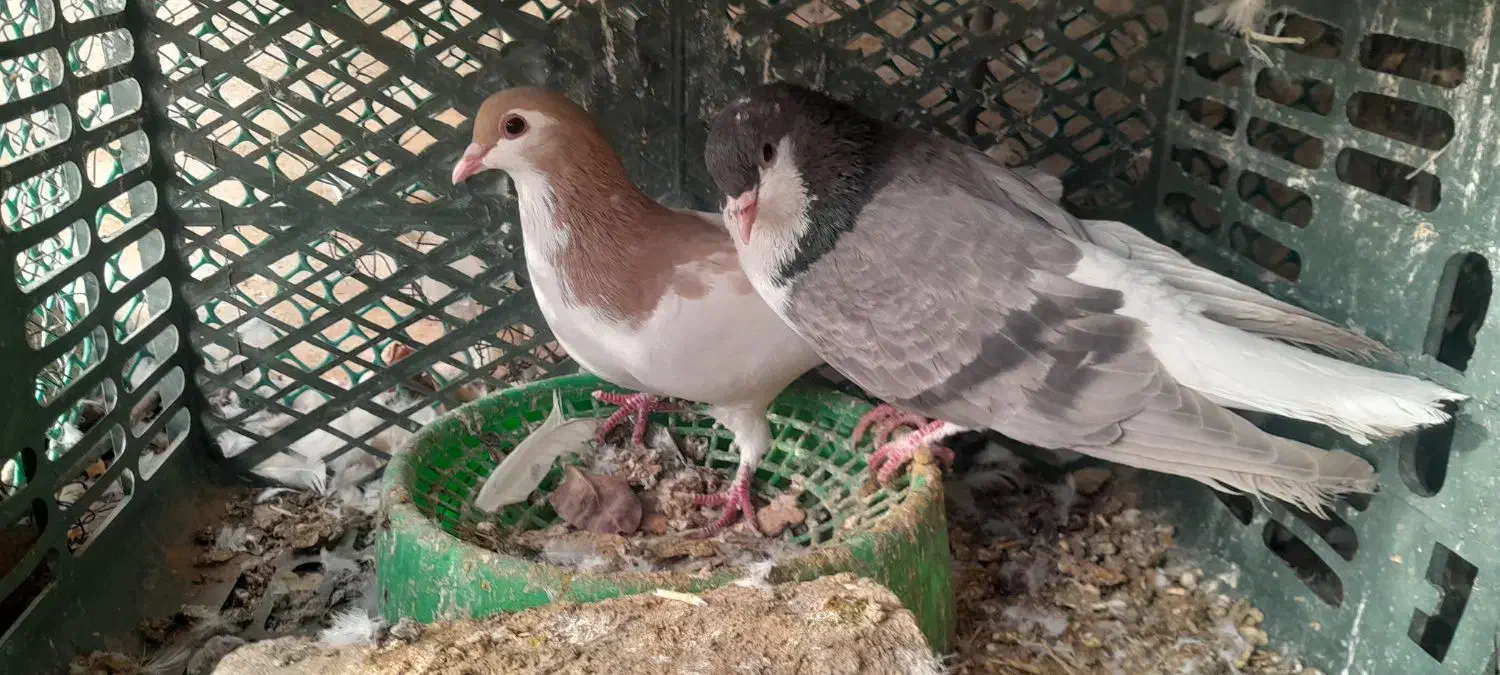 چندتا کبوتر|پرنده|گناباد, |دیوار