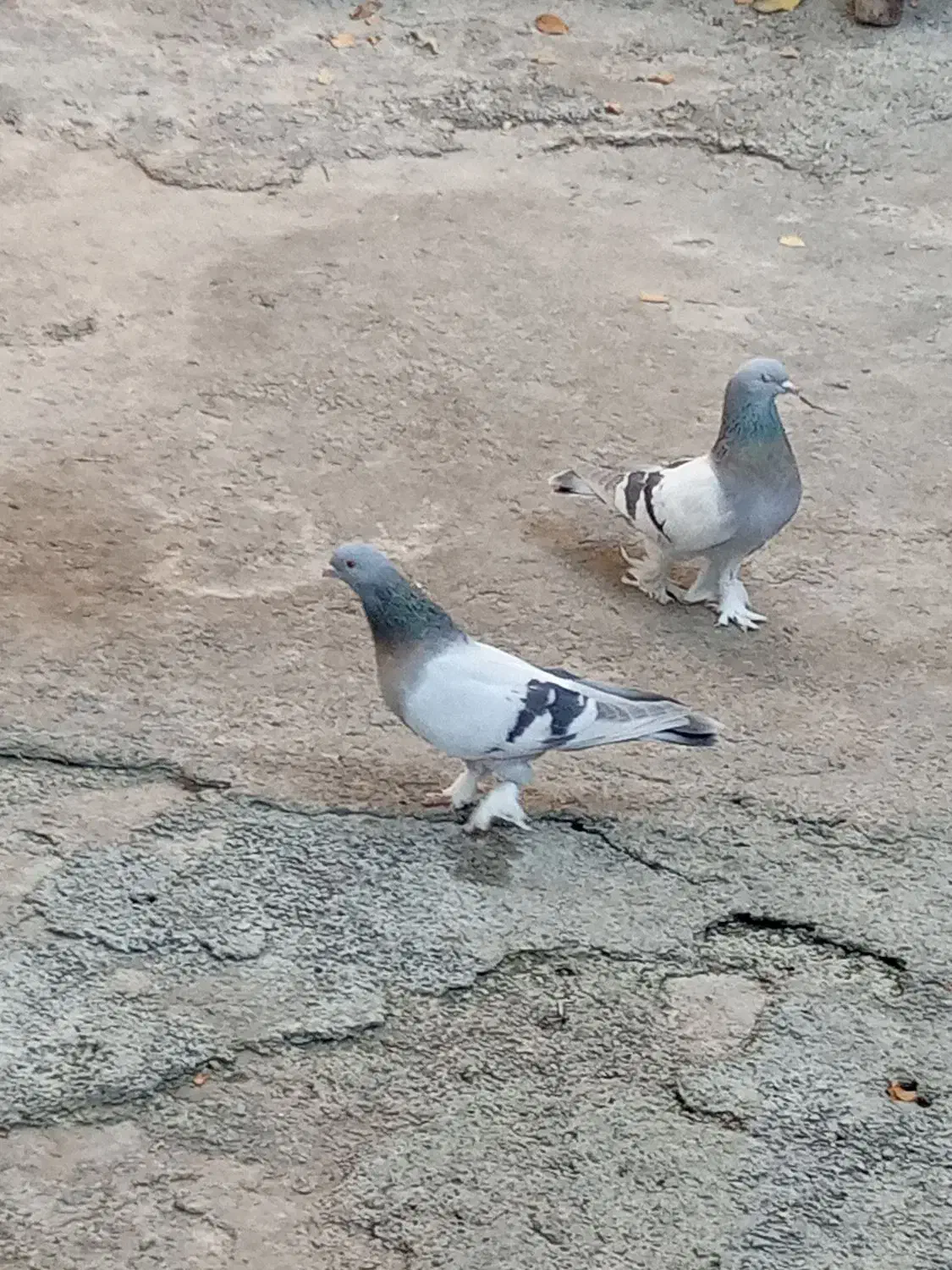 دو عدد کبوتر شقشقی|پرنده|سیوان, |دیوار