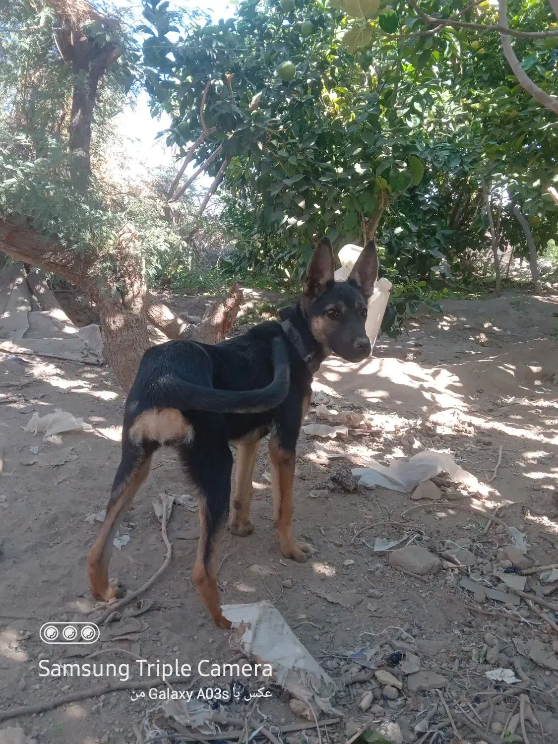 سگ ژرمن|سگ|جیرفت, |دیوار