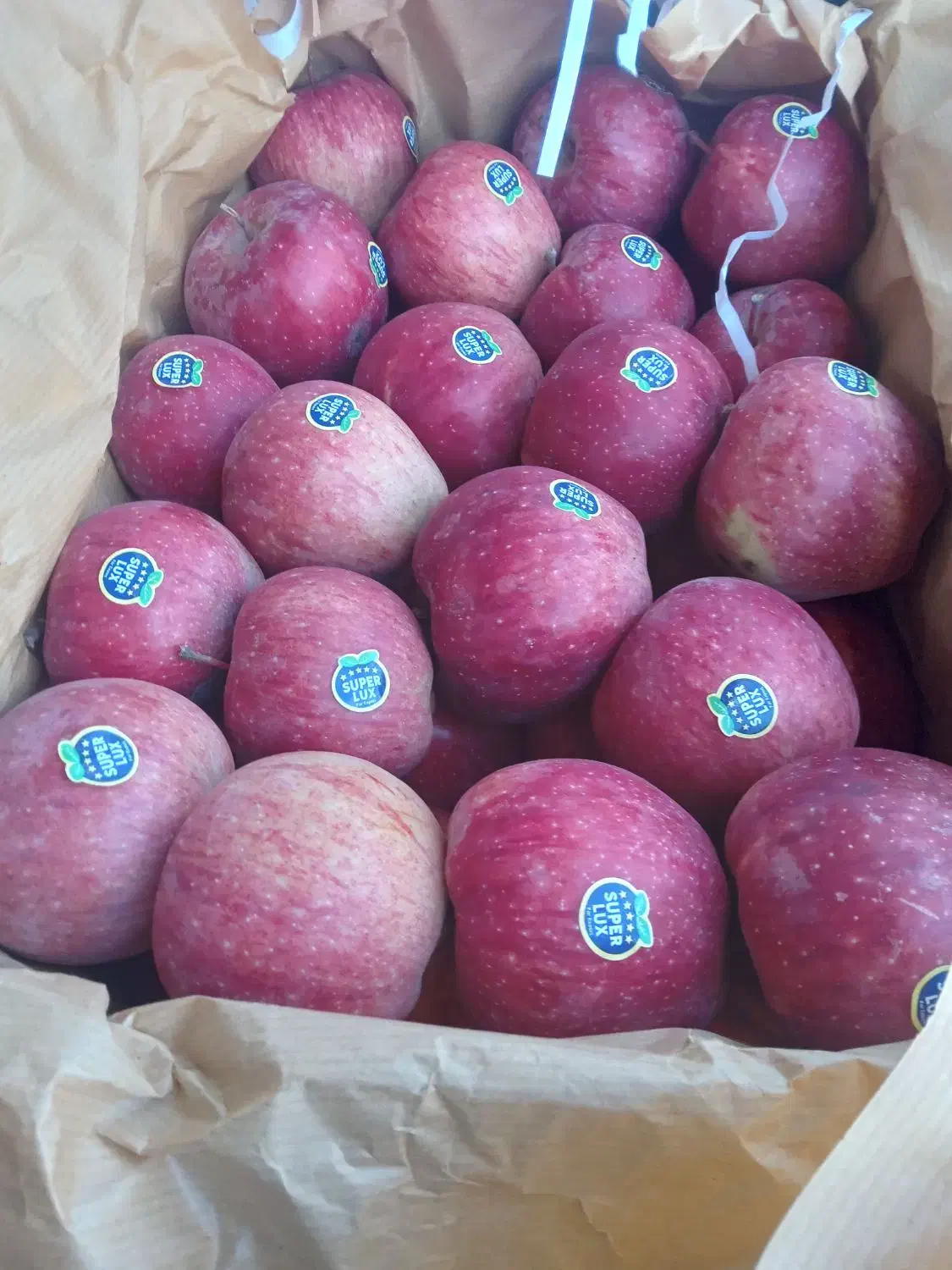 ۲/۵تن سیب ترگور درجه یک کوهستانی قرمز و سفید|خوردنی و آشامیدنی|سیلوانه, |دیوار