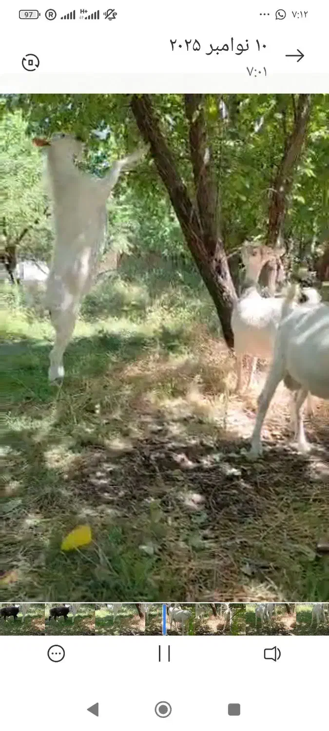 زیبا ترین بزهای سانن|حیوانات مزرعه|بوشکان, |دیوار